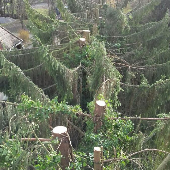 Paysagiste pour le d&eacute;broussaillage et l&rsquo;&eacute;lagage dans le Sundgau Saint-Louis 1