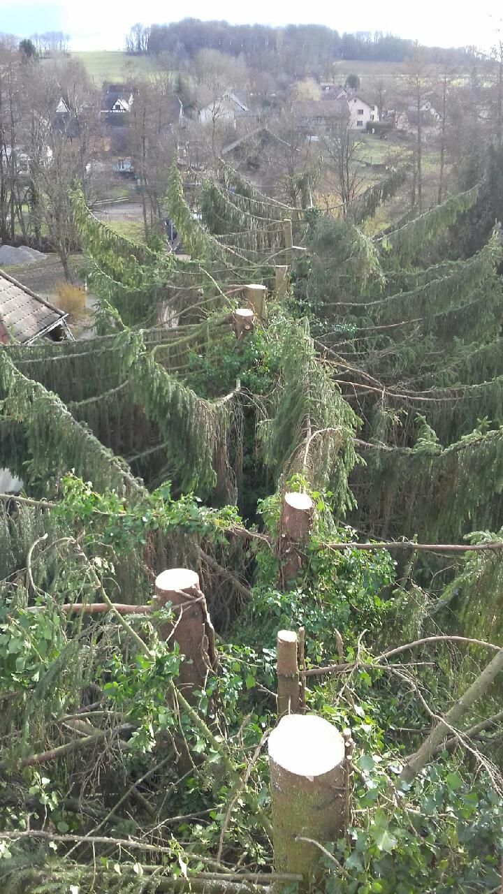 Cr&eacute;ation, entretien et &eacute;lagage : des prestations sur mesure Rixheim