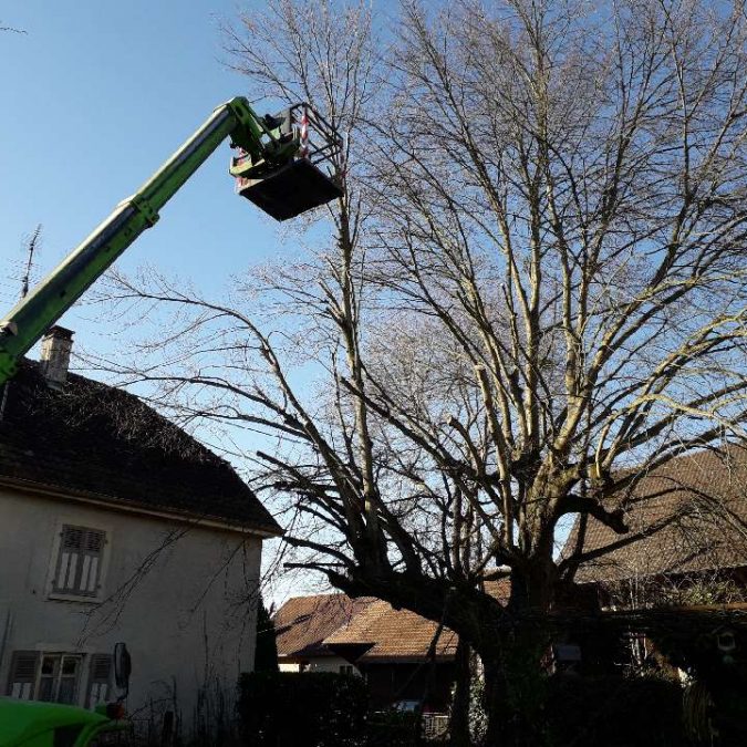 Paysagiste pour le d&eacute;broussaillage et l&rsquo;&eacute;lagage dans le Sundgau Rixheim 0