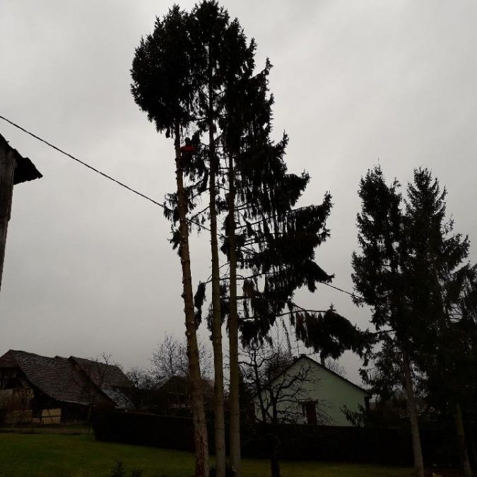 Elagage Kingersheim 1